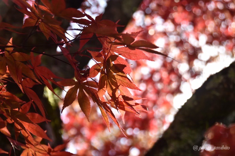 高野山の紅葉はっぱ