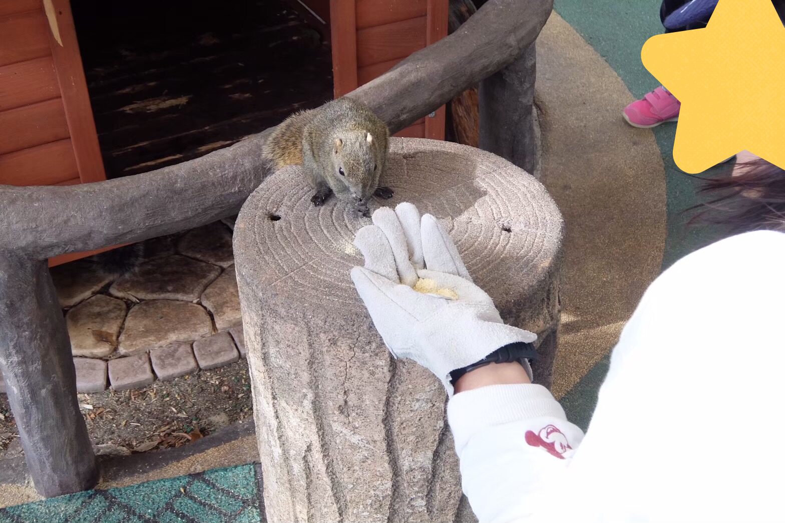 金華山リス村のタイワンリス